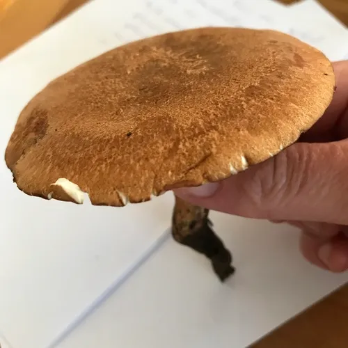 Rooting Polypore