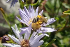 British Columbia Miner Bee thumbnail 2