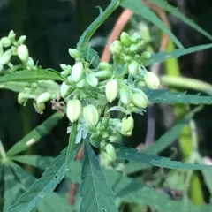 Cannabis thumbnail 2
