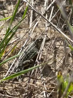 Western Earless Lizard thumbnail 3