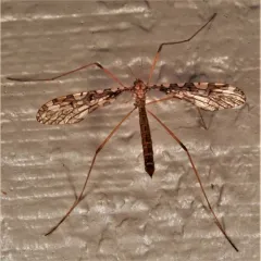 Band-winged Crane Fly thumbnail 2