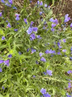 purple viper's-bugloss thumbnail 2