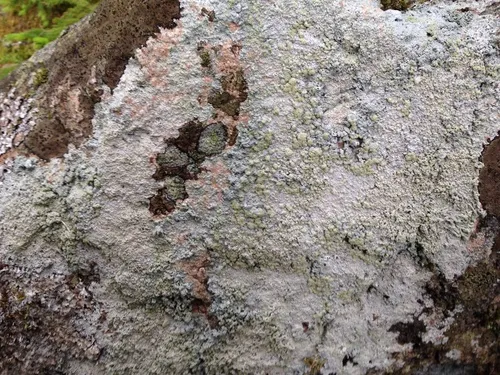 Powdery Saucer Lichen