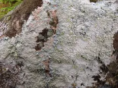 Powdery Saucer Lichen thumbnail 1