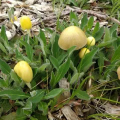 yellow fieldcap thumbnail 2
