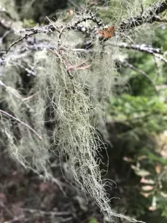 Bony Beard Lichen thumbnail 3
