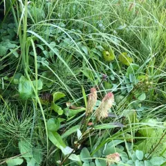 Sitka burnet thumbnail 3