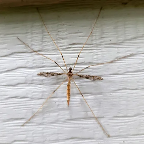 Spectacled Crane Fly