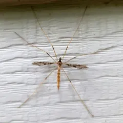 Spectacled Crane Fly thumbnail 1