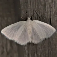 White Spring Moth thumbnail 3