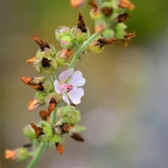 marsh mallow thumbnail 4