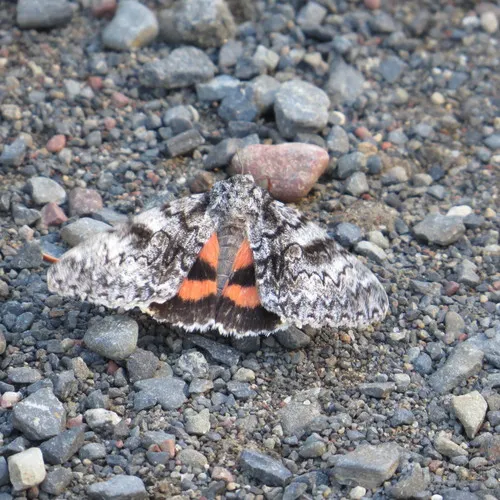 Semirelict Underwing Moth