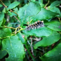 Rusty Tussock Moth thumbnail 2