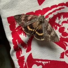 Yellow-banded Underwing thumbnail 4