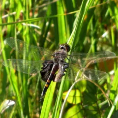Black Saddlebags thumbnail 4