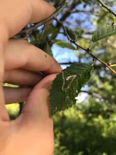 Asian Elm Leafminer Moth thumbnail 2