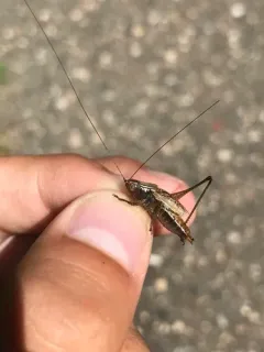 Woodland Meadow Katydid thumbnail 2