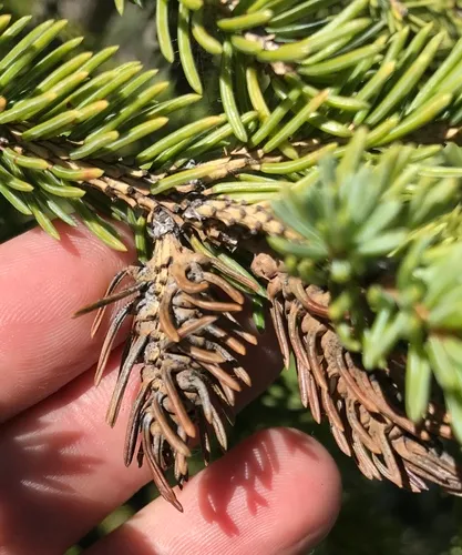 white spruce shoot gall midge