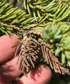 white spruce shoot gall midge thumbnail 1