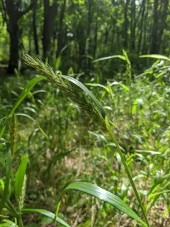 Awnless Wild Rye thumbnail 3