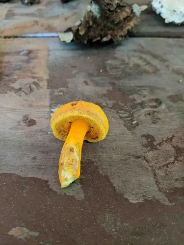 flaming gold bolete
