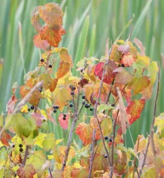 Blackcurrant thumbnail 5