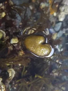 studded sea balloon thumbnail 4