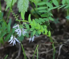 Carolina Vetch thumbnail 4