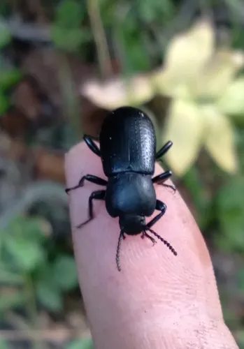 Scotobaenus parallelus