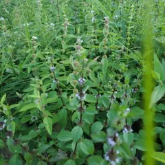 corn mint thumbnail 2