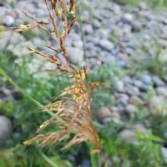 Indiangrass thumbnail 1