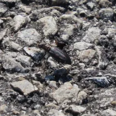 Punctured Tiger Beetle thumbnail 2
