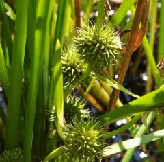 Narrow-leaved Bur-reed thumbnail 2