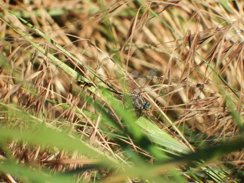 Columbia Clubtail