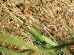Columbia Clubtail thumbnail 1