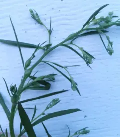 Neolasioptera eregeroni thumbnail 1