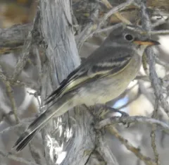 Gray Flycatcher thumbnail 2