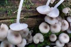 Clitocybula lacerata thumbnail 2