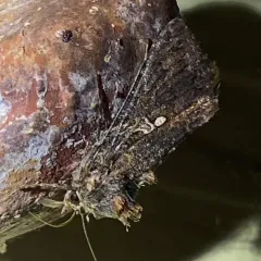 Cabbage Looper Moth thumbnail 4