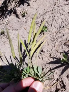 Howell's rockcress thumbnail 1