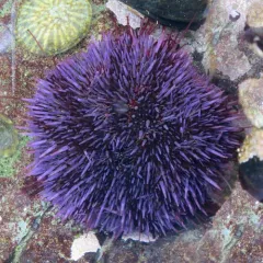 Pacific Purple Sea Urchin thumbnail 2