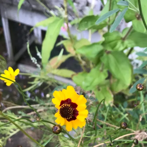 plains coreopsis
