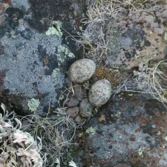 Common Nighthawk thumbnail 2