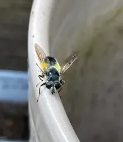 Hairy Wood Fly thumbnail 2