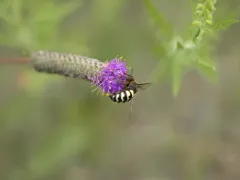 Bembix belfragei thumbnail 2