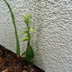 Broad-leaved helleborine thumbnail 2