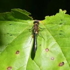 Racket-tailed Emerald thumbnail 2