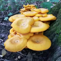 Eastern American jack-o'-lantern thumbnail 4