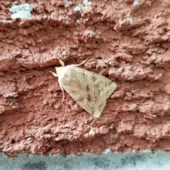 Aspen Twoleaf Tier Moth thumbnail 2