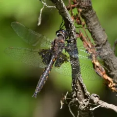Common Baskettail thumbnail 2